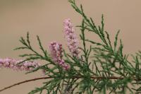 Tamarix chinensis image